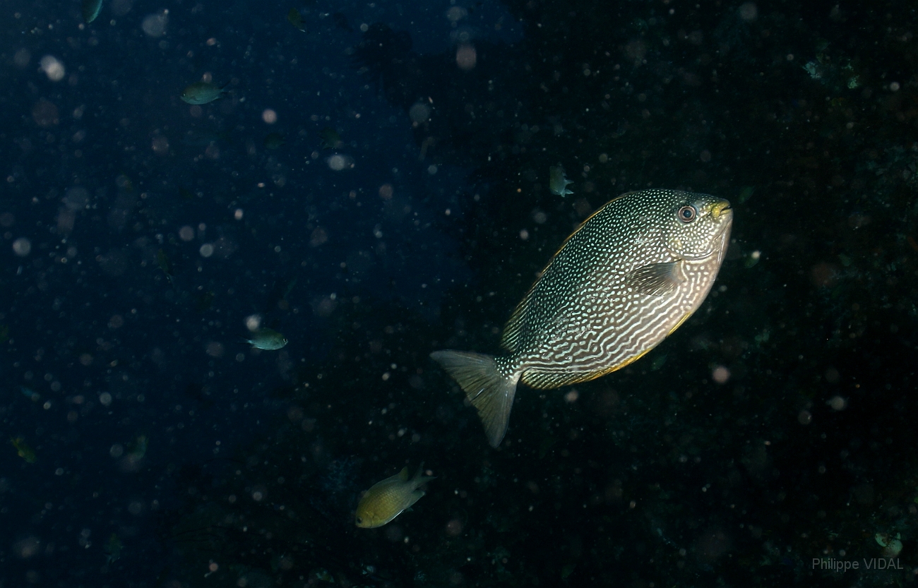 Raja Ampat 2016 - Siganus javus - Java Rabbitfish - Poisson lapin de java - IMG_3992_rc.jpg